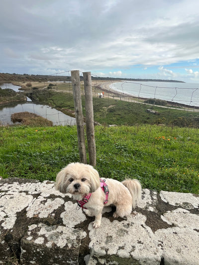 L'avis de CHANTAL B. sur les croquettes aux insectes pour chien de la marque Réglo