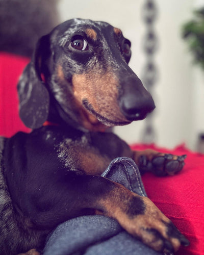 L'avis de caroline p. sur les croquettes aux insectes pour chien de la marque Réglo