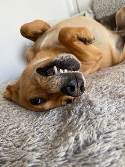L'avis de Juliette L. sur les croquettes aux insectes pour chien de la marque Réglo