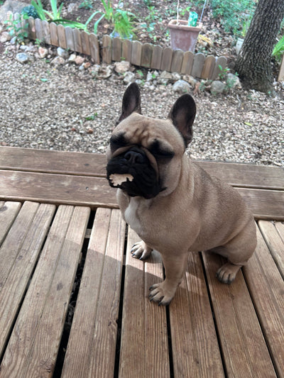 Avis sur Patricia D. — croquettes chien