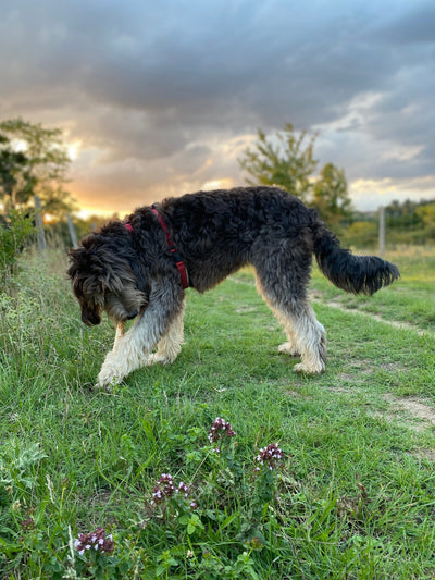 L'avis de Christelle P. sur les croquettes aux insectes pour chien de la marque Réglo