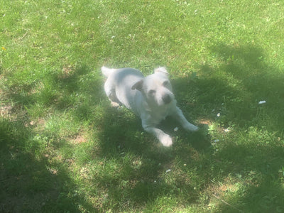 Avis sur Francoise L. — croquettes chien