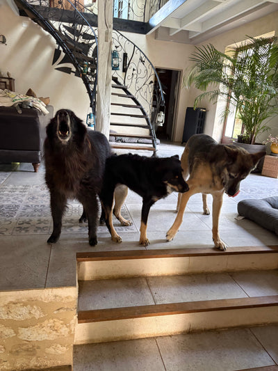 Avis sur Muriel T. — croquettes chien