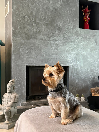 L'avis de Prescilla T. sur les croquettes aux insectes pour chien de la marque Réglo