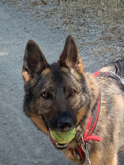 L'avis de Christine C. sur les croquettes aux insectes pour chien de la marque Réglo