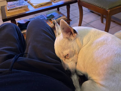 Avis sur Solange L. — croquettes chien
