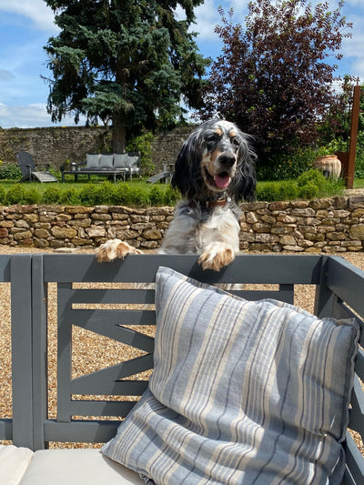 L'avis de Anne R. sur les croquettes aux insectes pour chien de la marque Réglo