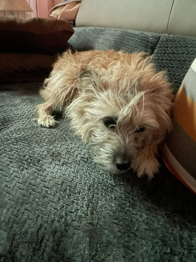 Avis sur Walter V. — croquettes chien