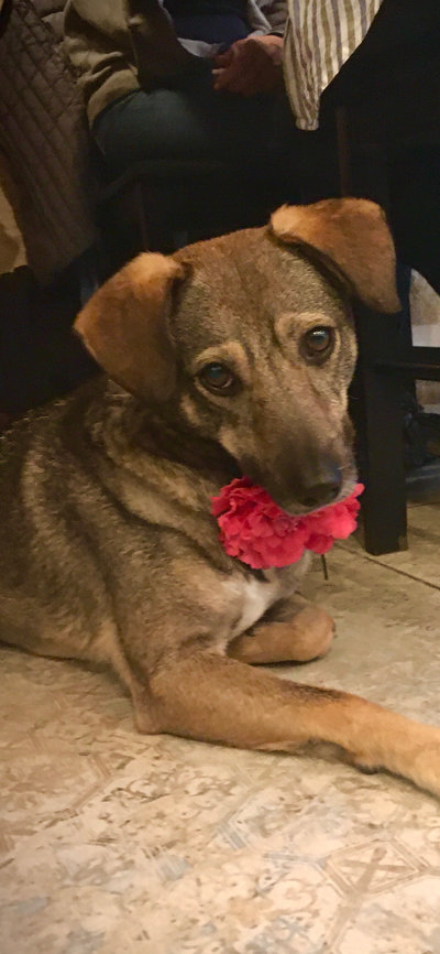 L'avis de Danièle L. sur les croquettes aux insectes pour chien de la marque Réglo