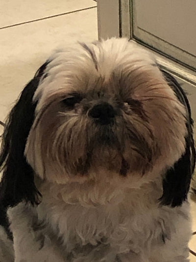 L'avis de Maryvonne R. sur les croquettes aux insectes pour chien de la marque Réglo