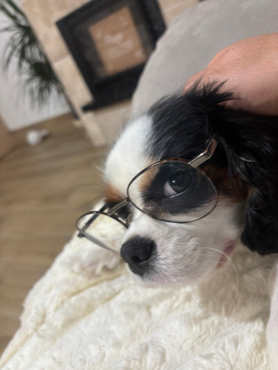 L'avis de Samanta D. sur les croquettes aux insectes pour chien de la marque Réglo