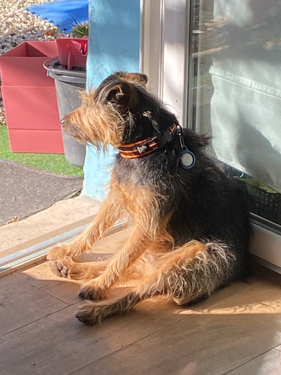Avis sur Marie Laure A. — croquettes chien