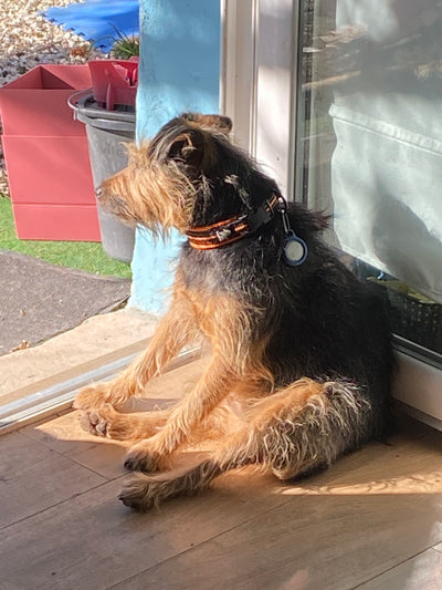 L'avis de Marie Laure A. sur les croquettes aux insectes pour chien de la marque Réglo