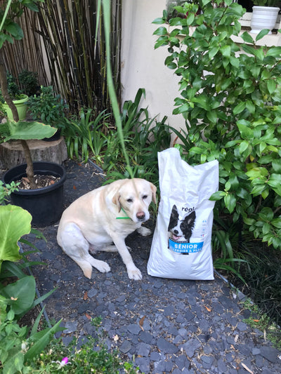Avis sur Martine P. — croquettes chien