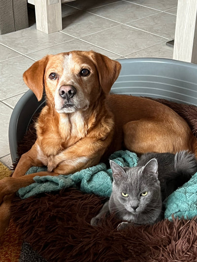 L'avis de Mme D. sur les croquettes aux insectes pour chien de la marque Réglo