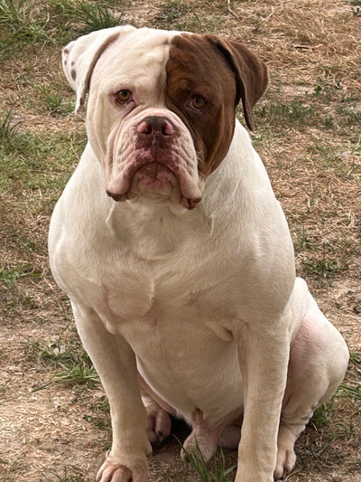 L'avis de stephanie m. sur les croquettes aux insectes pour chien de la marque Réglo