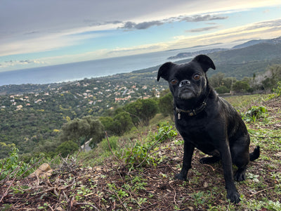 Avis sur Severine G. — croquettes chien