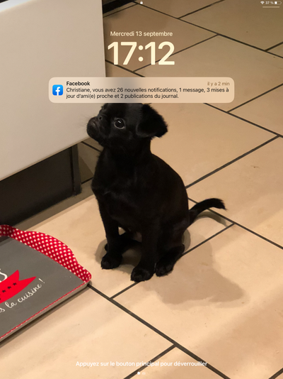 L'avis de Christiane D. sur les croquettes aux insectes pour chien de la marque Réglo