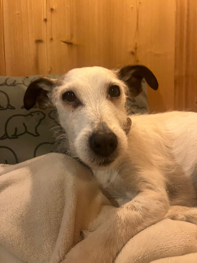 L'avis de nadine p. sur les croquettes aux insectes pour chien de la marque Réglo