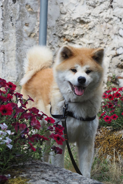 L'avis de Christian J. sur les croquettes aux insectes pour chien de la marque Réglo