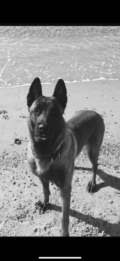 L'avis de Raphaelle c. sur les croquettes aux insectes pour chien de la marque Réglo