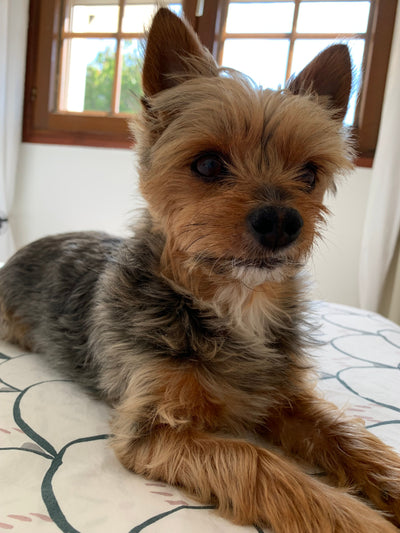 L'avis de PIERRE D. sur les croquettes aux insectes pour chien de la marque Réglo