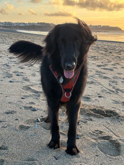 L'avis de Marianne B. sur les croquettes aux insectes pour chien de la marque Réglo
