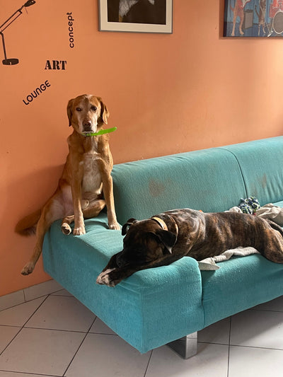 L'avis de Carine R. sur les croquettes aux insectes pour chien de la marque Réglo