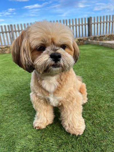 L'avis de Evelyne D. sur les croquettes aux insectes pour chien de la marque Réglo
