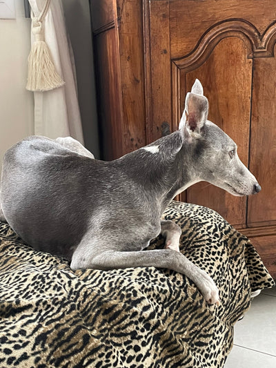 L'avis de florence g. sur les croquettes aux insectes pour chien de la marque Réglo