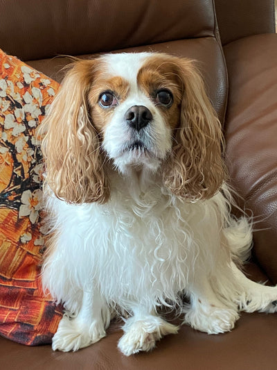 Avis sur Corinne D. — croquettes chien