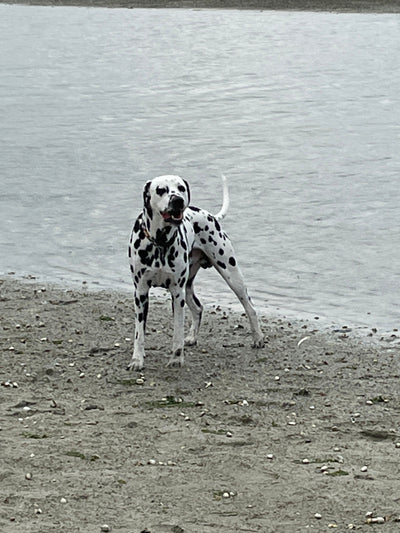 L'avis de Thierry L. sur les croquettes aux insectes pour chien de la marque Réglo