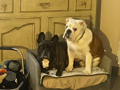 L'avis de Virginie L. sur les croquettes aux insectes pour chiot de la marque Réglo