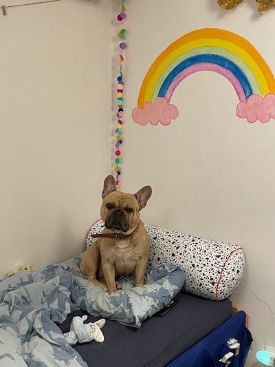 L'avis de Liat B. sur les croquettes aux insectes pour chien de la marque Réglo