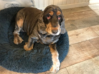 L'avis de Michele B. sur les croquettes aux insectes pour chien de la marque Réglo