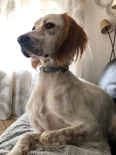 Avis sur Mathias P. — croquettes chien