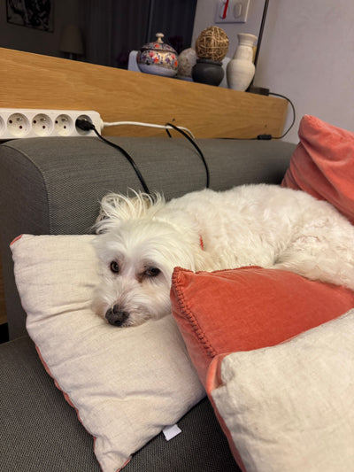 L'avis de Nathalie B. sur les croquettes aux insectes pour chien de la marque Réglo