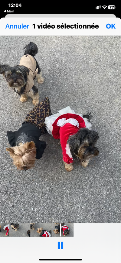 L'avis de Katia B. sur les croquettes aux insectes pour chien de la marque Réglo