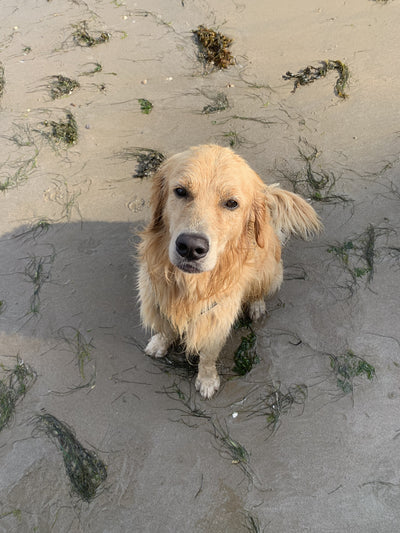 Avis sur Valerie B. — croquettes chien