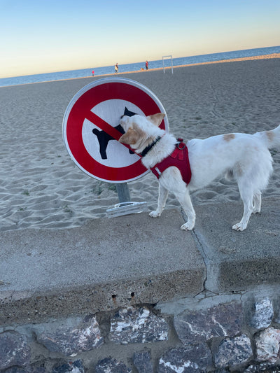 Avis sur Jack C. — croquettes chien