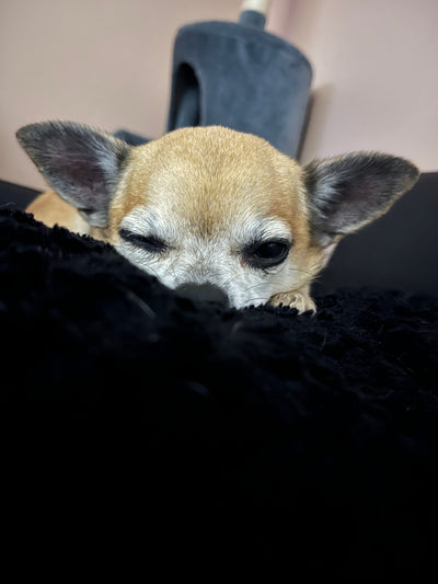 L'avis de Léa O. sur les croquettes aux insectes pour chien de la marque Réglo