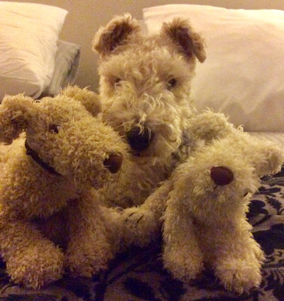 Avis sur Martine L. — croquettes chien