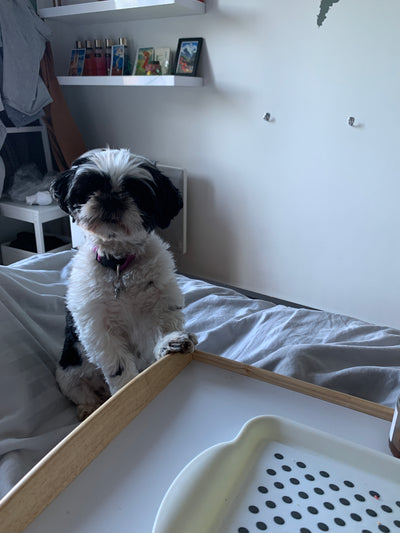 L'avis de Stéphane M. sur les croquettes aux insectes pour chien de la marque Réglo