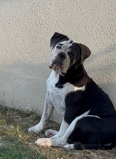 L'avis de Emmanuelle E. sur les croquettes aux insectes pour chien de la marque Réglo