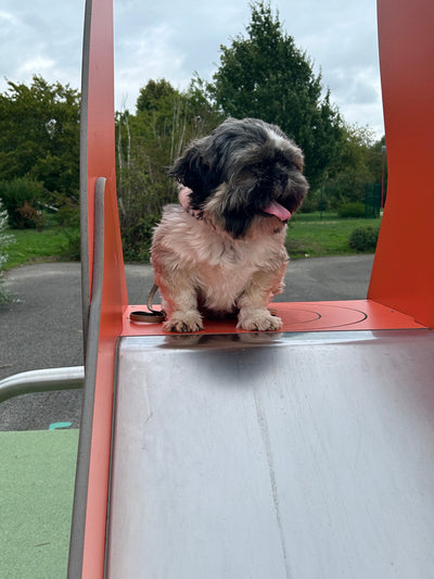 Avis sur Marie J. — croquettes chien