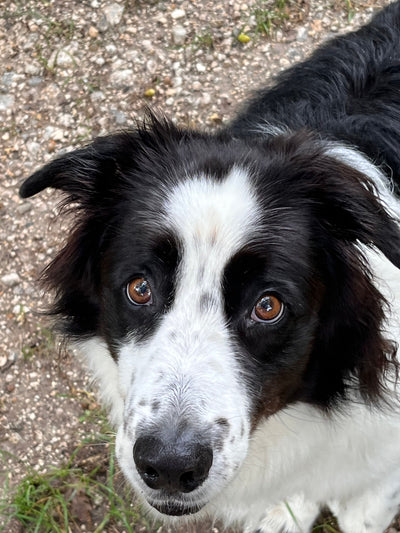 L'avis de Nathalie S. sur les croquettes aux insectes pour chien de la marque Réglo