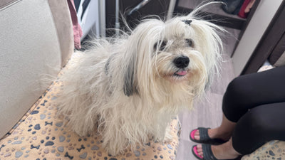 Avis sur Claudine D. — croquettes chien