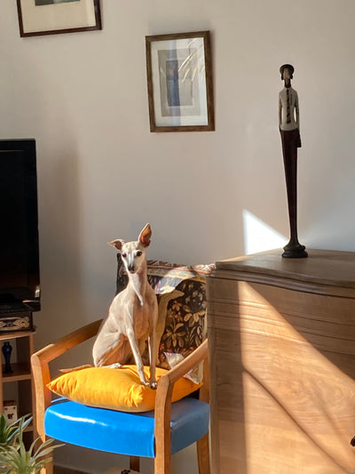 L'avis de Bernard E. sur les croquettes aux insectes pour chien de la marque Réglo