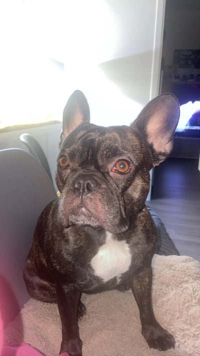 L'avis de Valerie M. sur les croquettes aux insectes pour chien de la marque Réglo