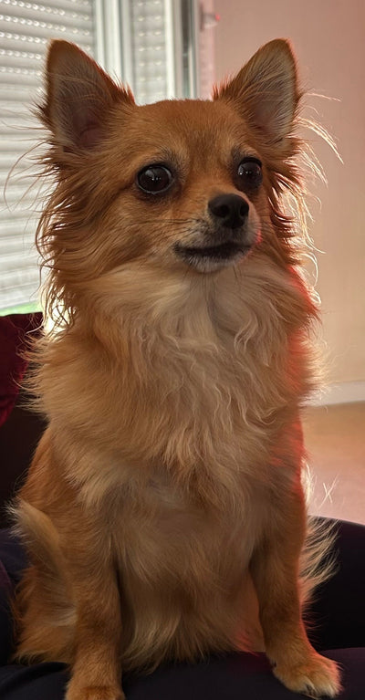 L'avis de Sandrine L. sur les croquettes aux insectes pour chien de la marque Réglo